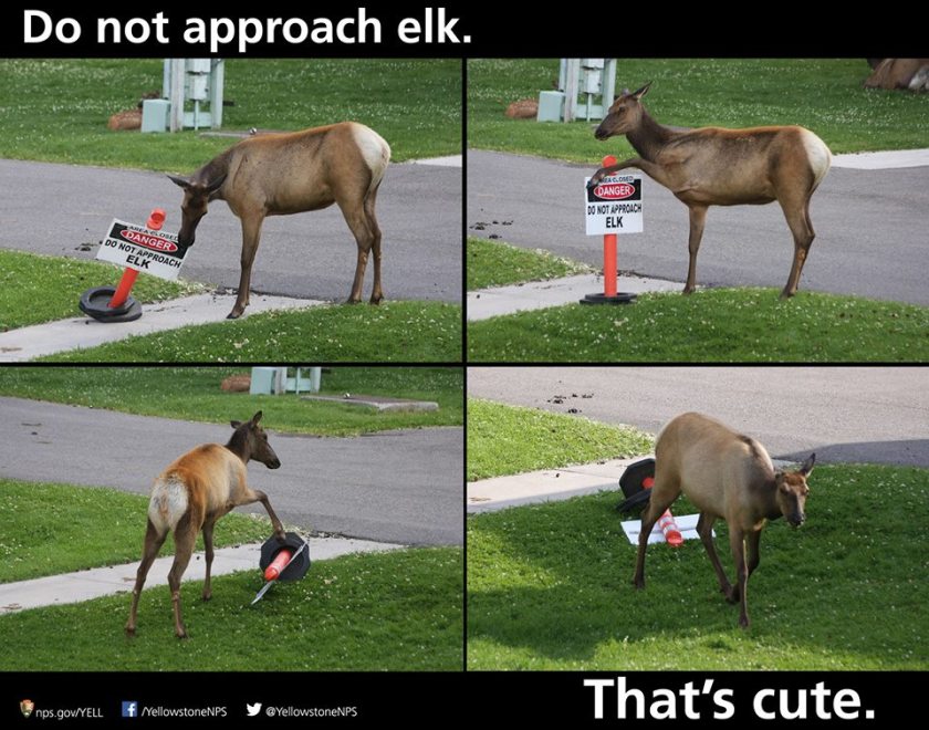 Elk have quite the sense of humor accompanying their size and general dangerousness. I lifted this picture from Yellowstone National Park's Facebook page August 30. 