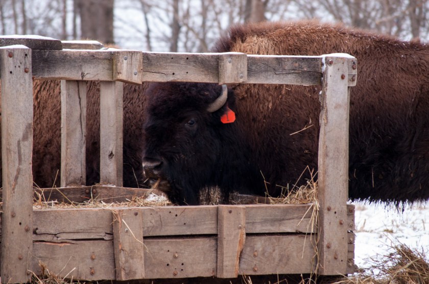 Seeing bison tagged and penned in as if they were cattle didn't exactly feel like Yellowstone, but it isn't bad for being more than 1,600 miles away. 