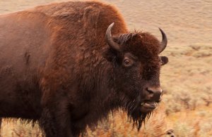 Generally, I don't want to be making eye contact with something that has horns that large. 