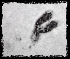 One of the things I love about snow is being able to see the trails that my mutt sniffs out in the woods. 