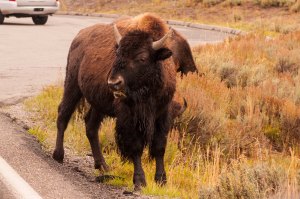 Seeing bison is almost a given at Yellowstone. But don't be that guy who walks up to them and ends up getting gored. They're still wild animals, yo. 